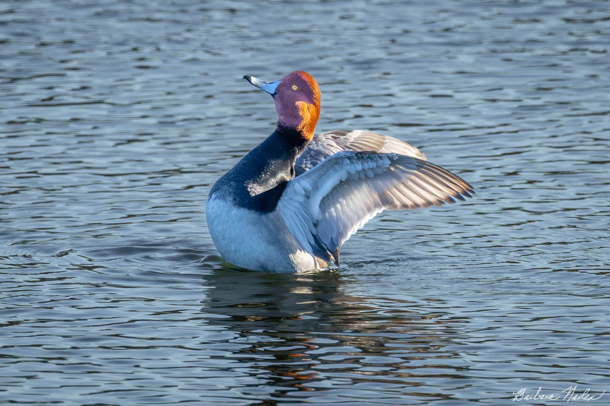 Wingin it! - Oka Ponds, Los Gatos, California