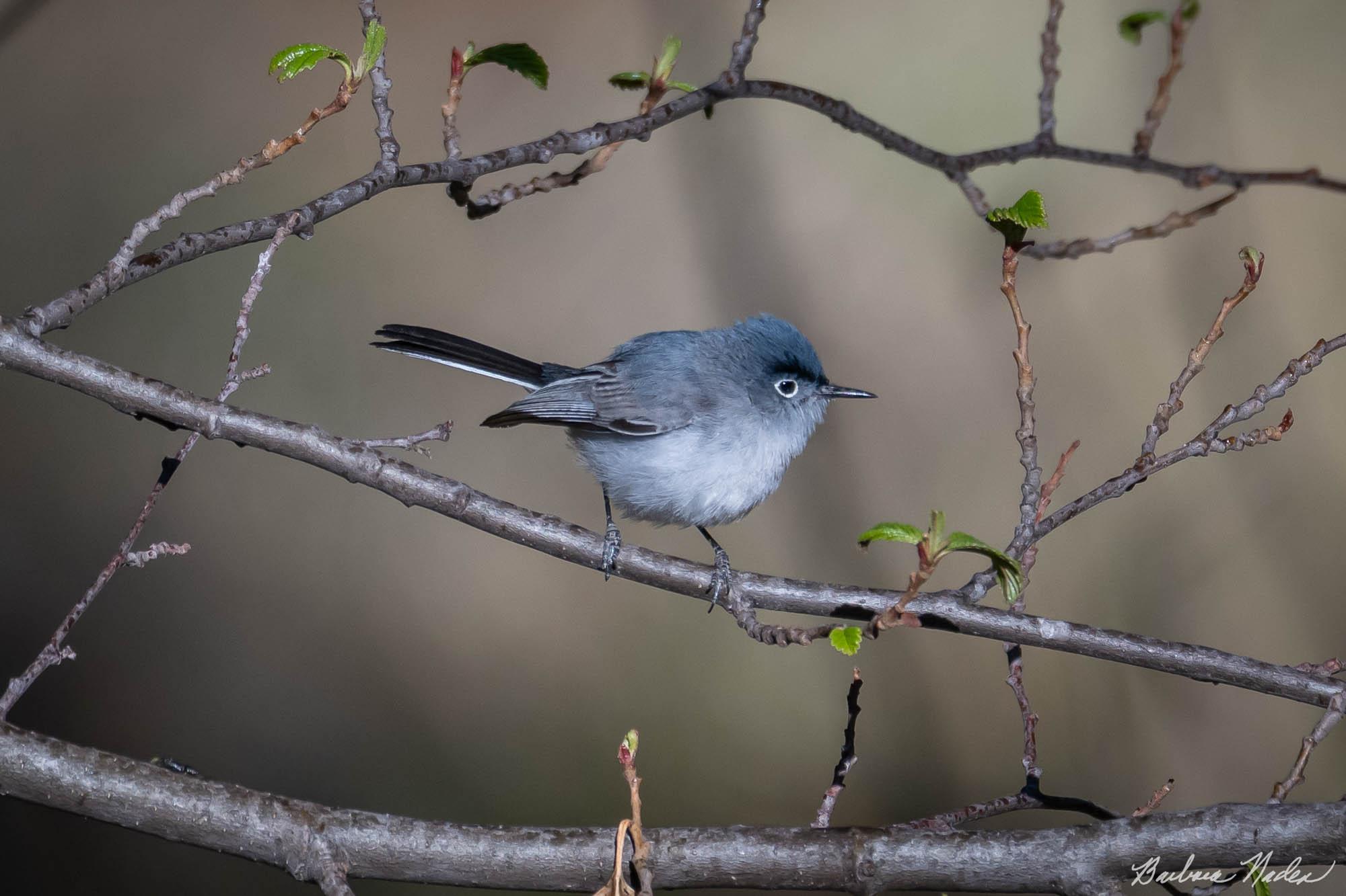 Blue-gray Gnatcatcher - Mount Lemon, Arizona
