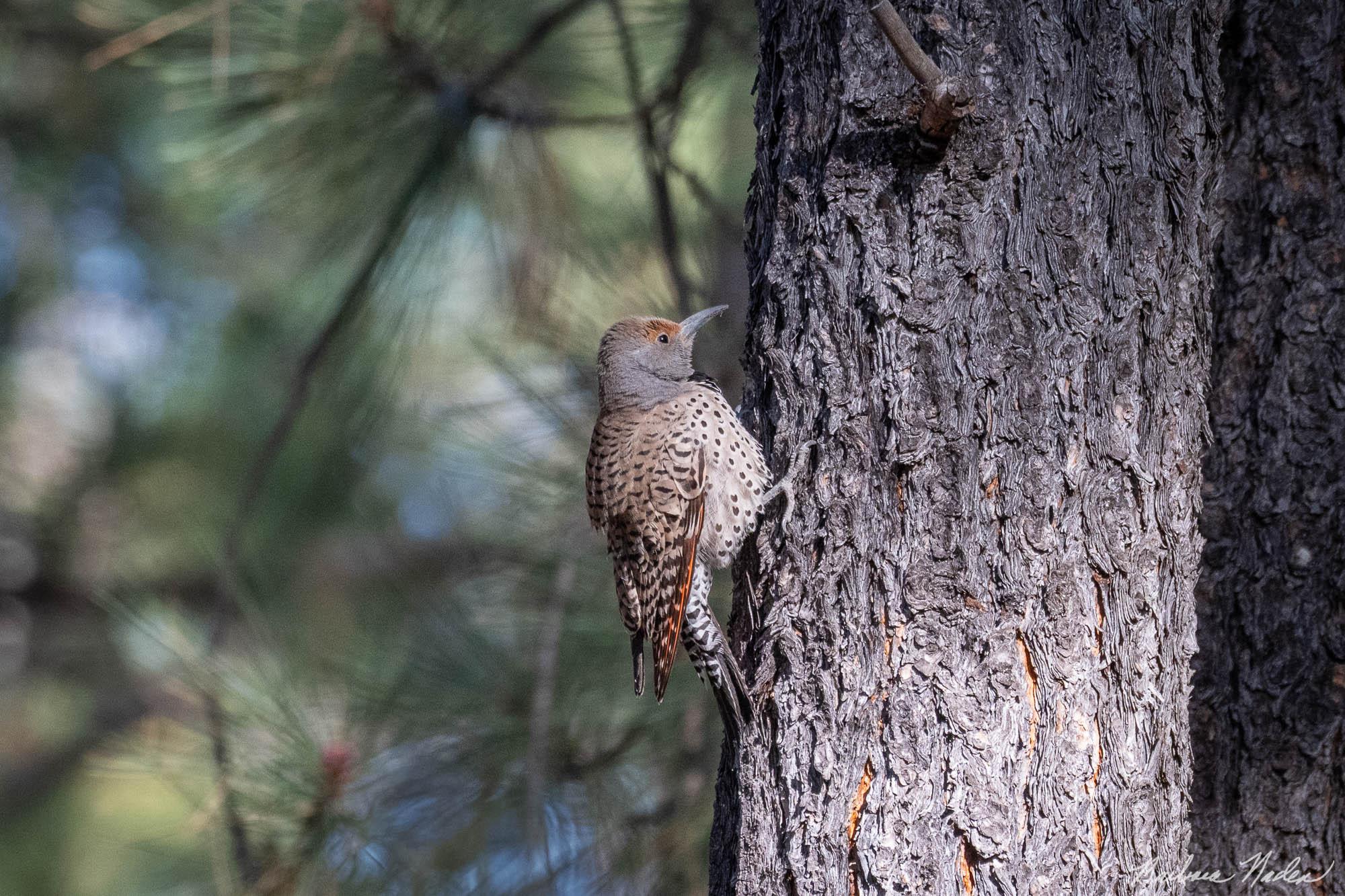 Gilded Flicker - Mount Lemon, Arizona