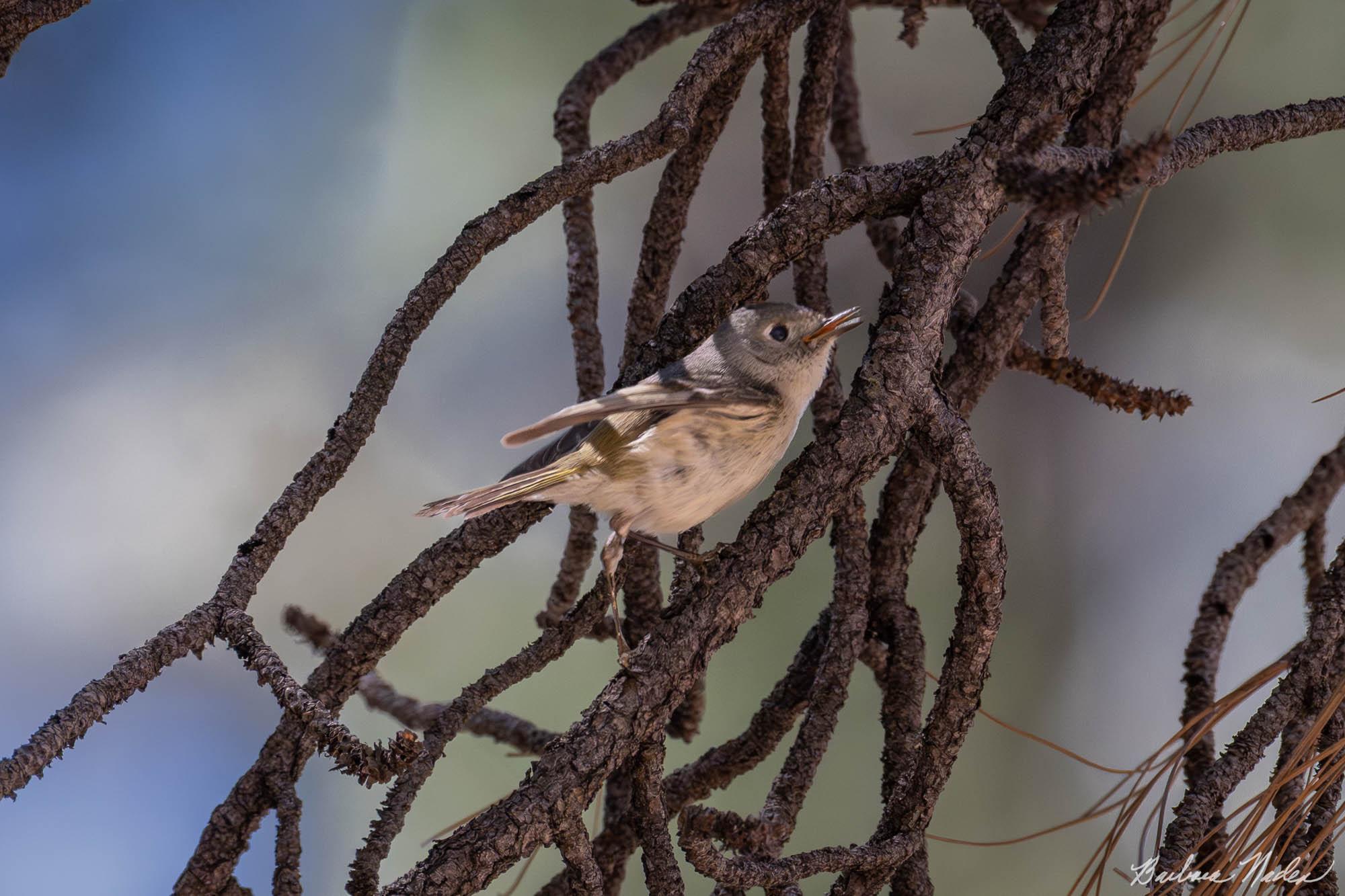 Virginia's Warbler - Mount Lemon, Arizona