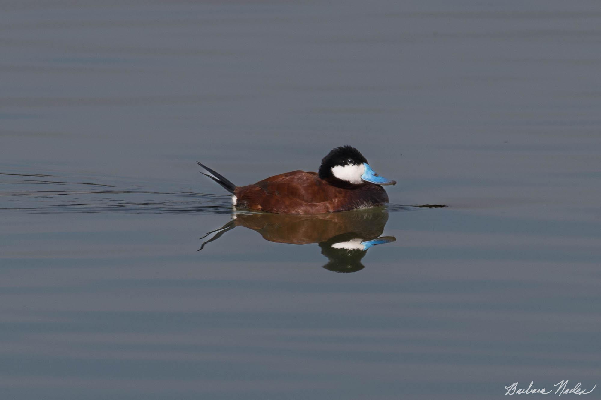 Like my Blue Bill? - Lake Cunninham, San Jose, California