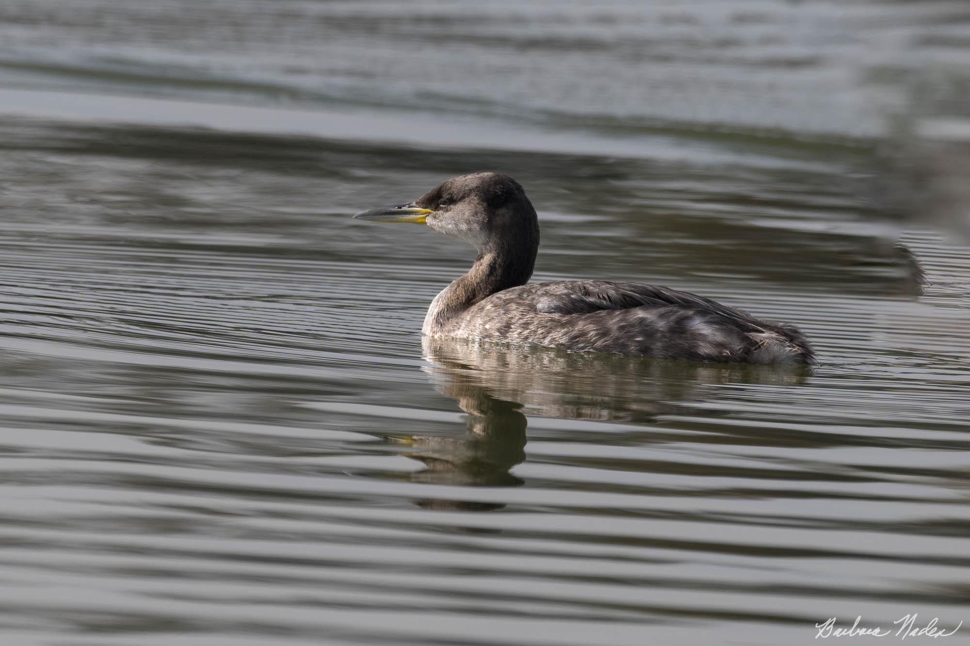 Rather Plain until Breeding - Lake Cunninham, San Jose, California