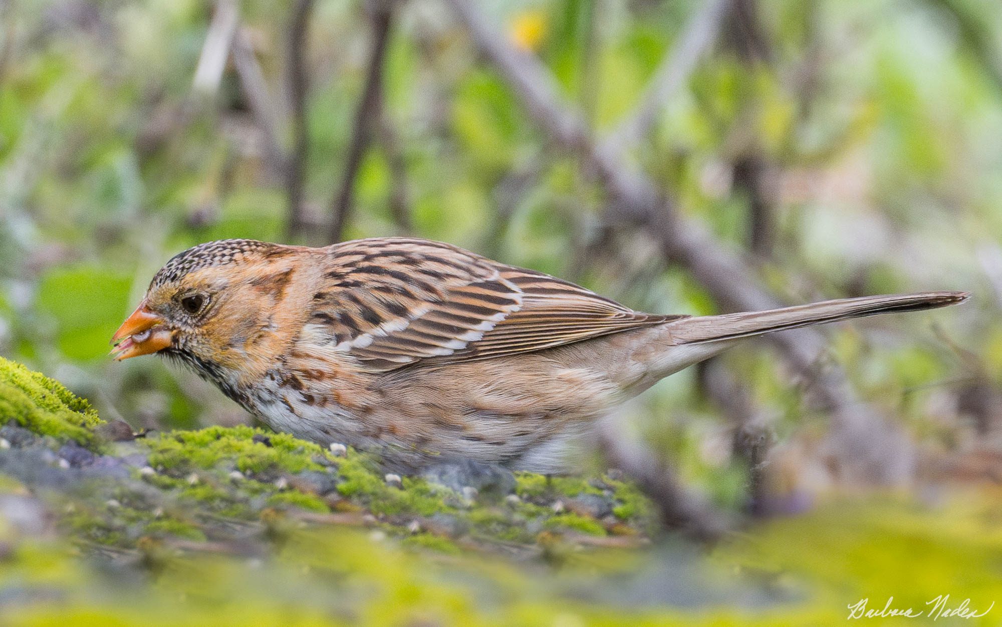 Tasty Grub! - Emily Renzel Wetlands, Palo Alto, California