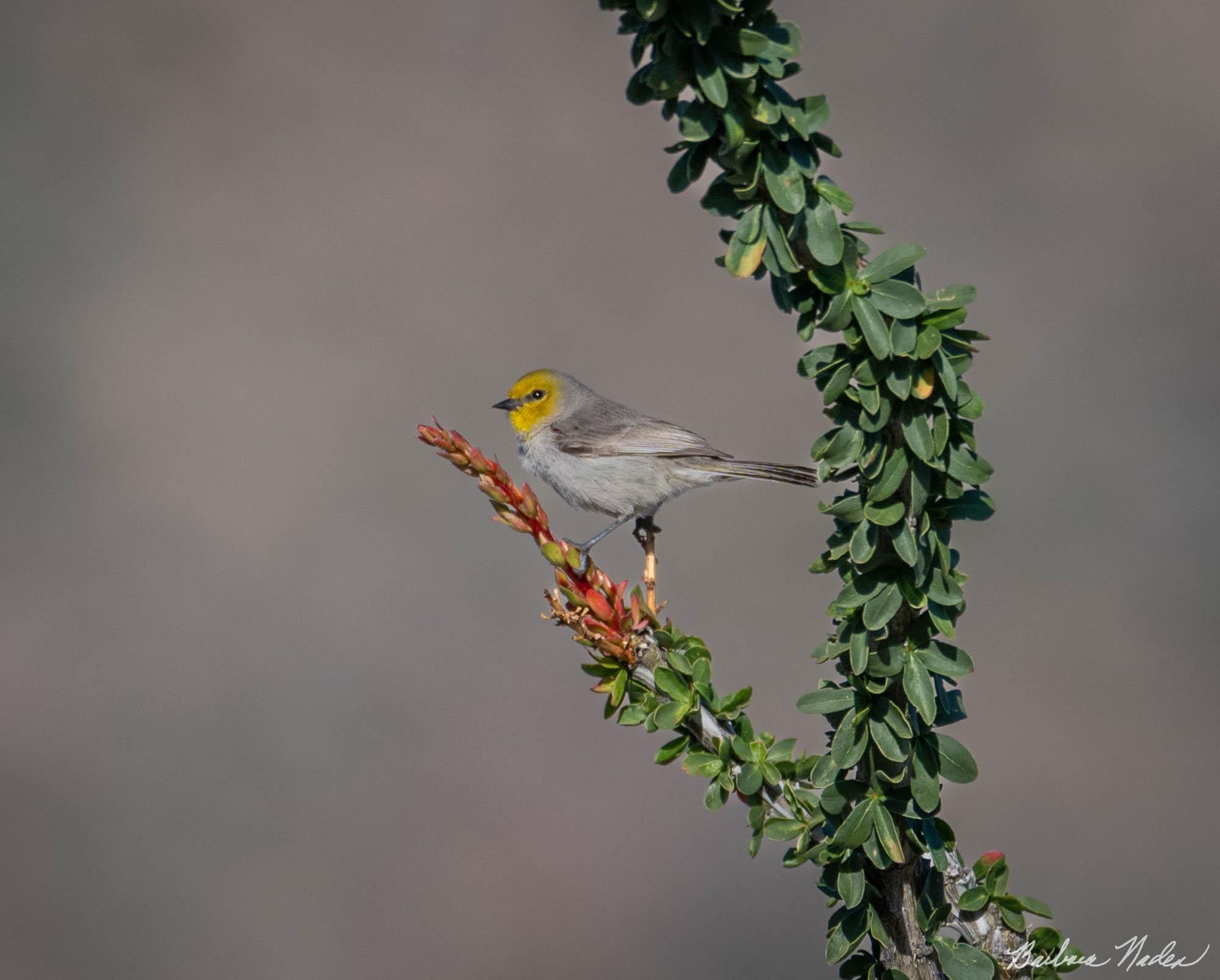 Posing on the Ocotillo - Anza-Borrego Desert State Park