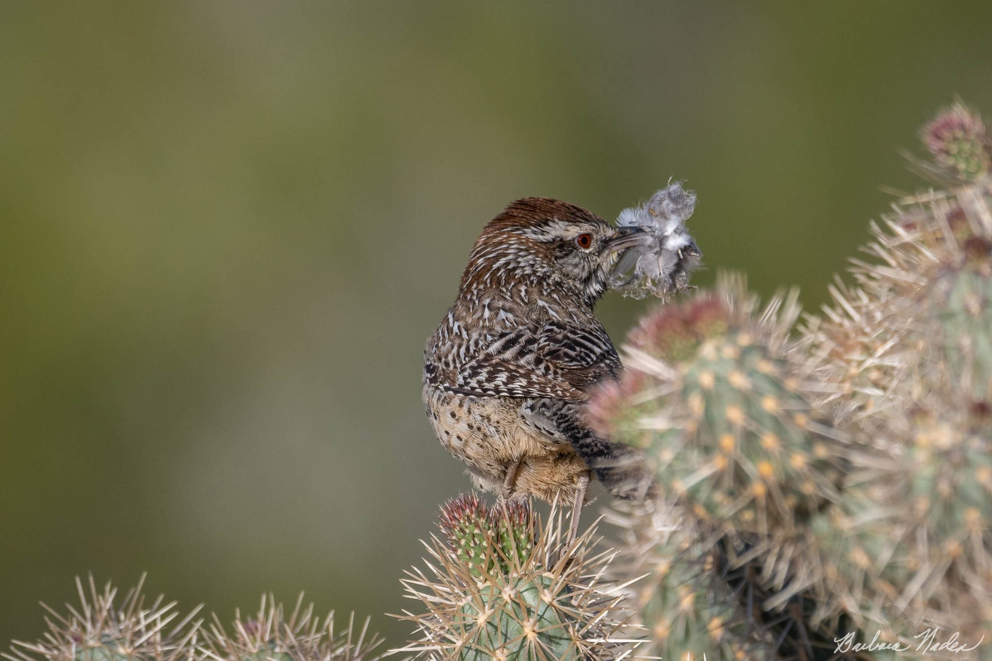 Building my nest - Anza-Borrego Desert State Park