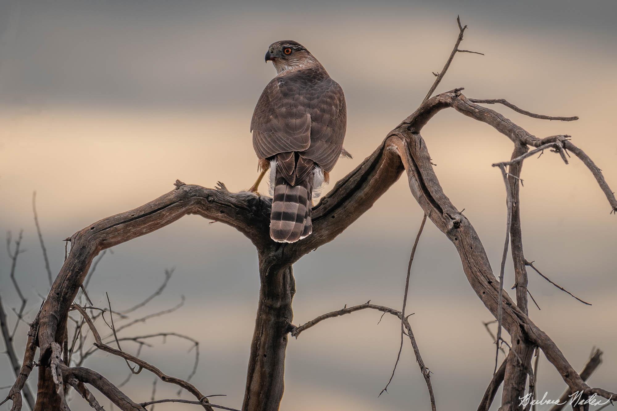 Ready for Dinner! - Anza-Borrego Desert State Park