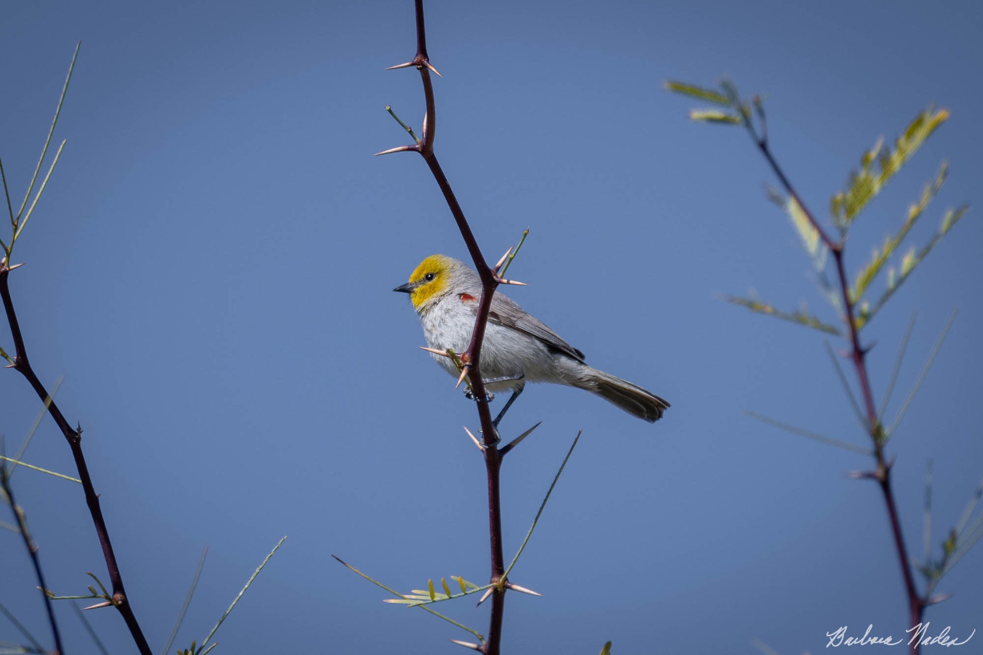 Red on Shoulder often hidden - Anza-Borrego Desert State Park