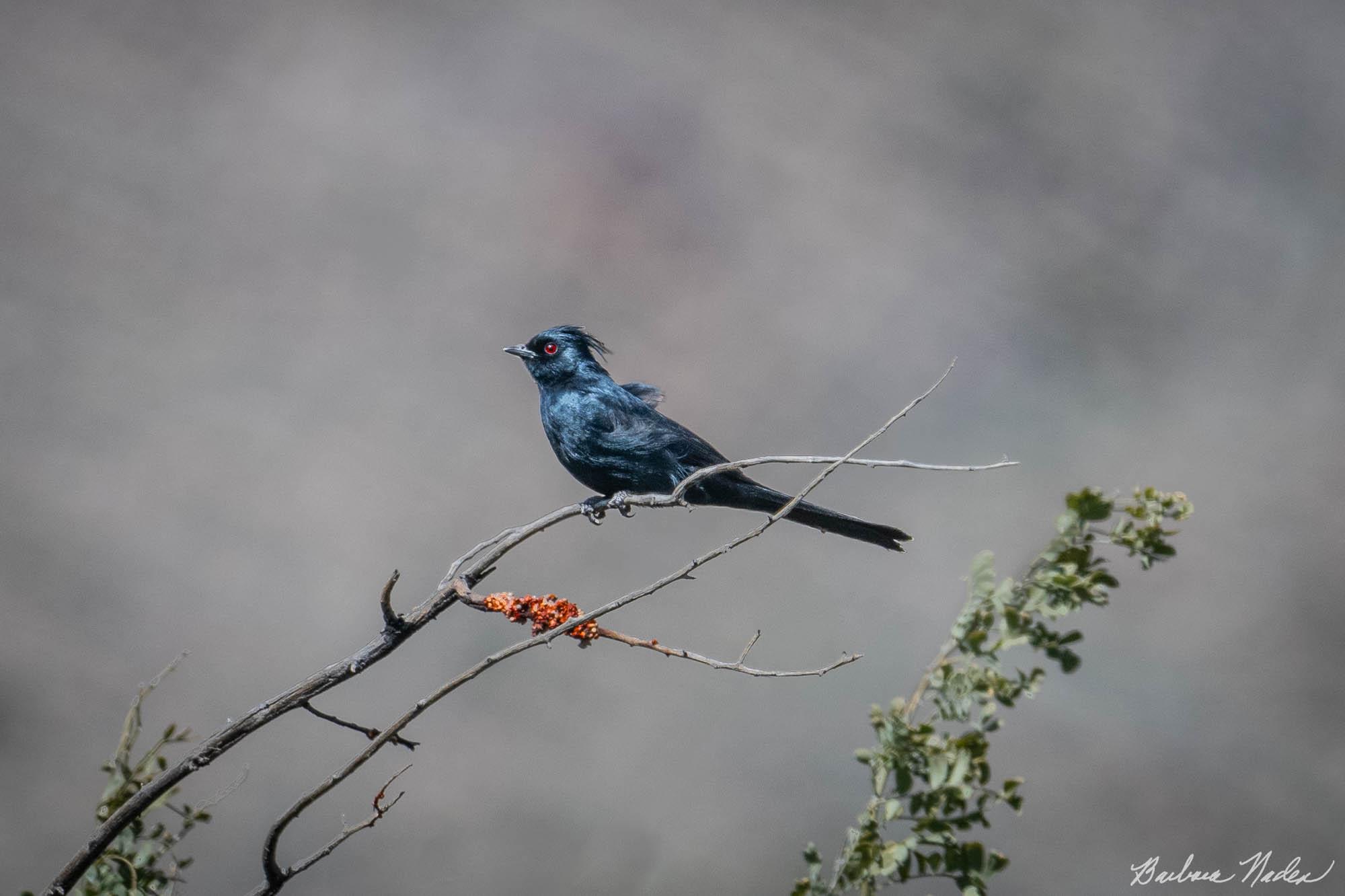 Listening for his Mate - Anza-Borrego Desert State Park