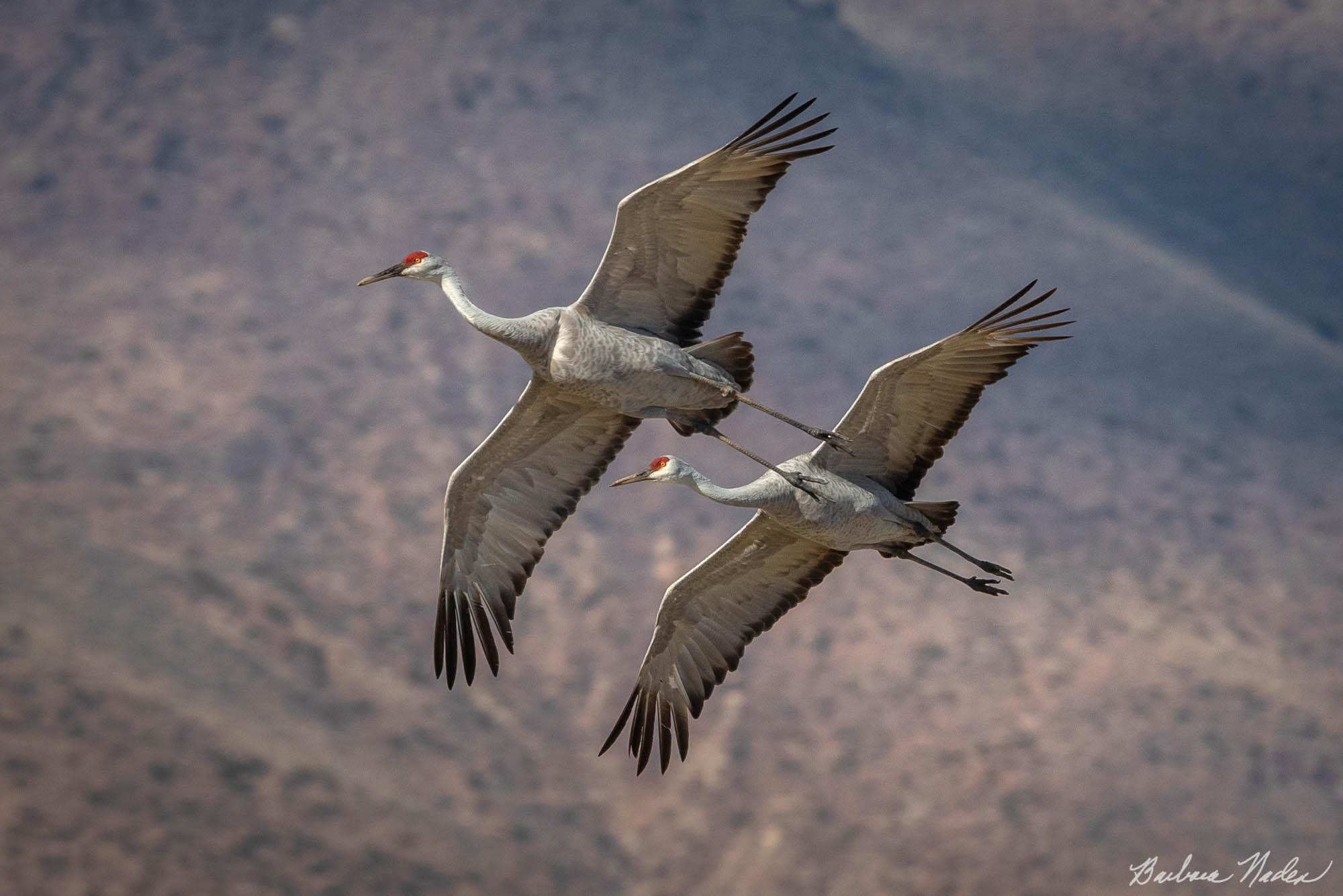 Soaring Together - Bosque Del Apache National Wildlife Refuge, New Mexico