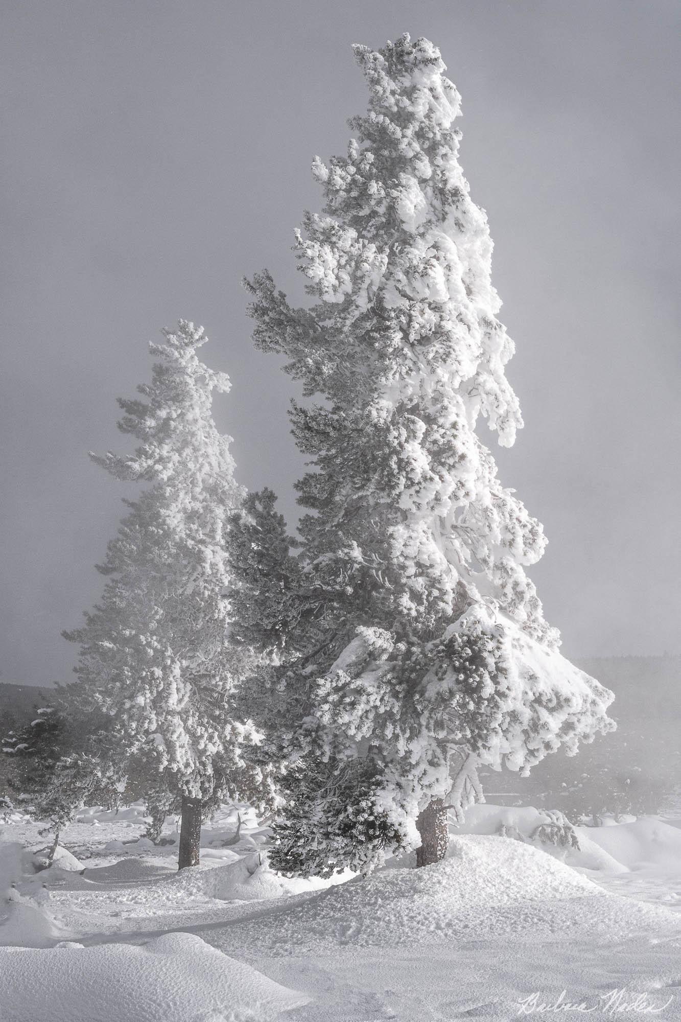 Ultimate Flocked Christmas Tree - Yellowstone National Park, Wyoming