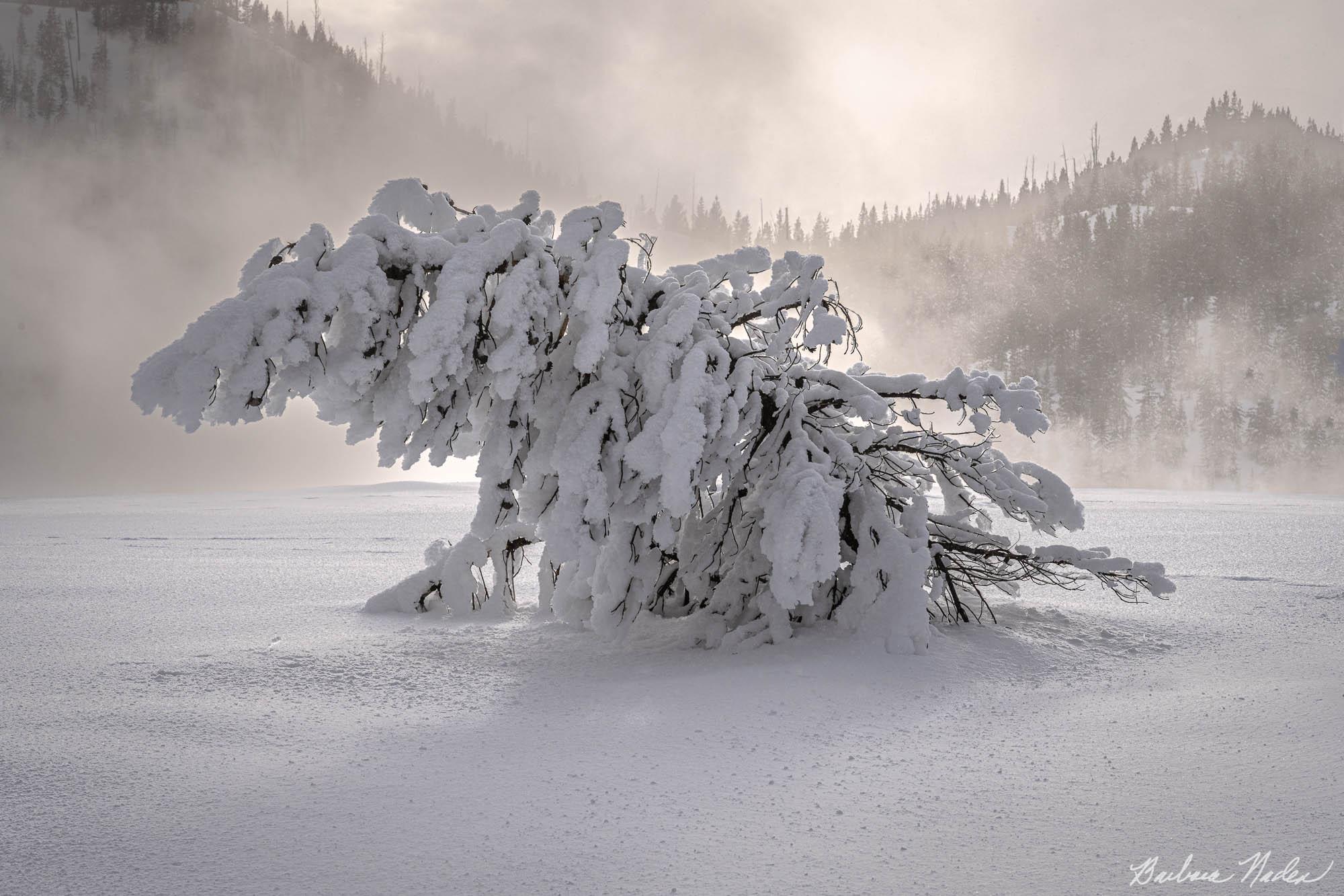 Dancing Tree - Yellowstone National Park, Wyoming