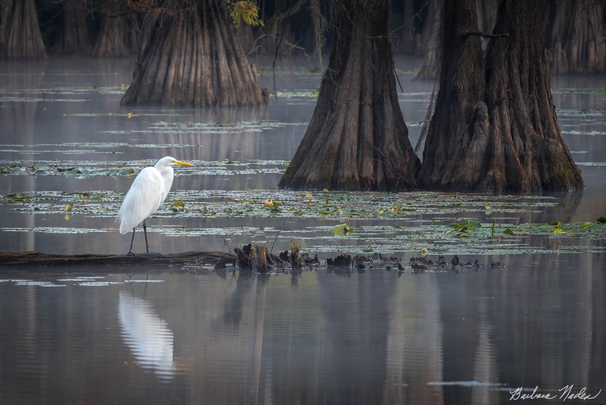 Great Egret with Cypress Trees - Caddo Lake, Texas