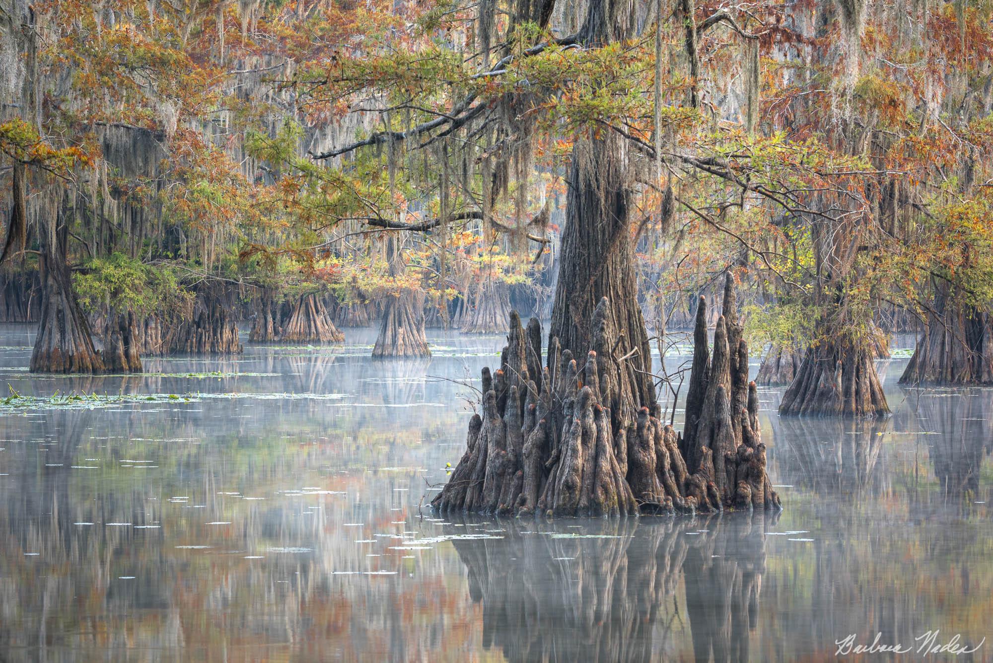 Cypress Trees Fall Color - Caddo Lake, Texas