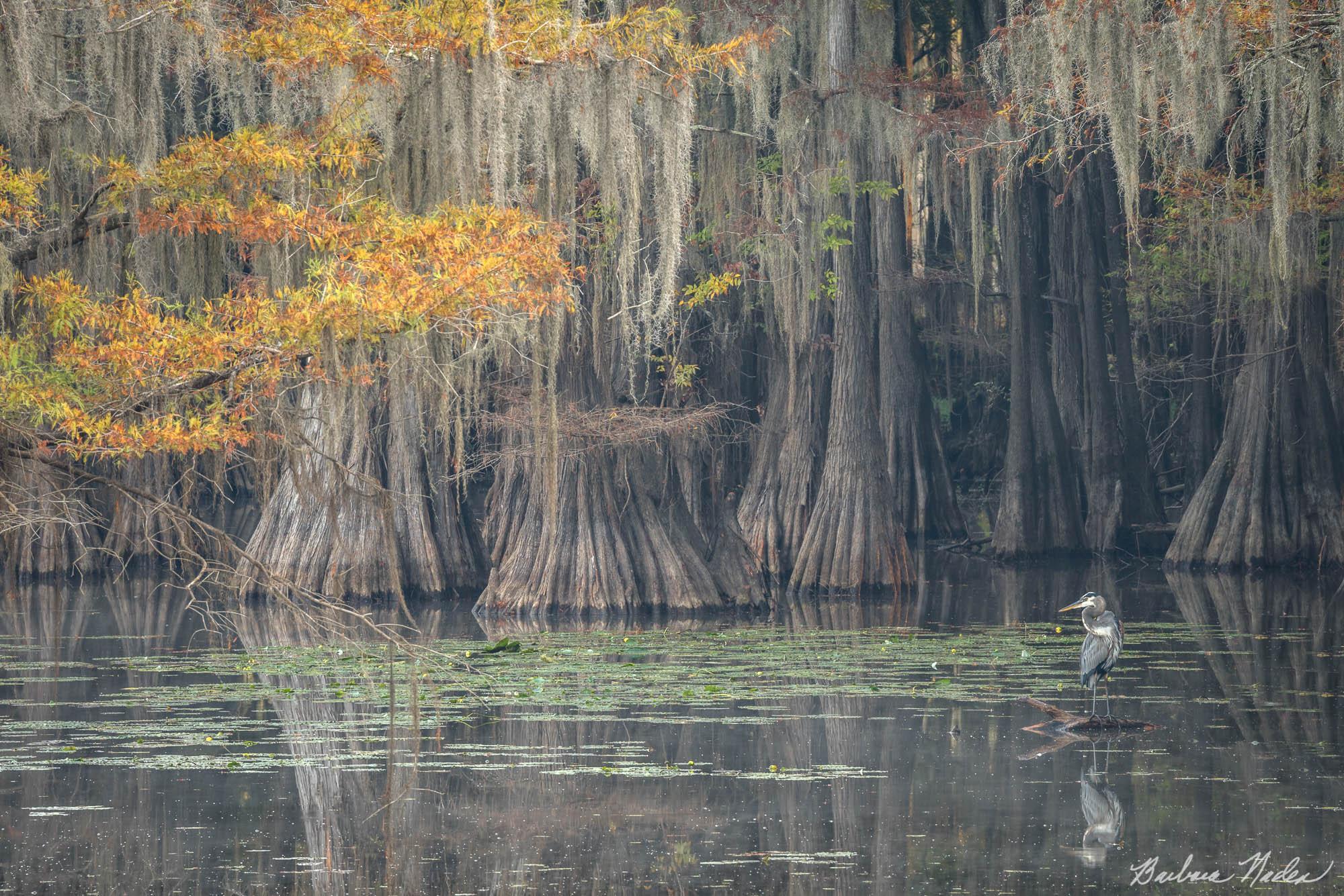 Great Blue Heron in the Cypress Trees - Caddo Lake, Texas