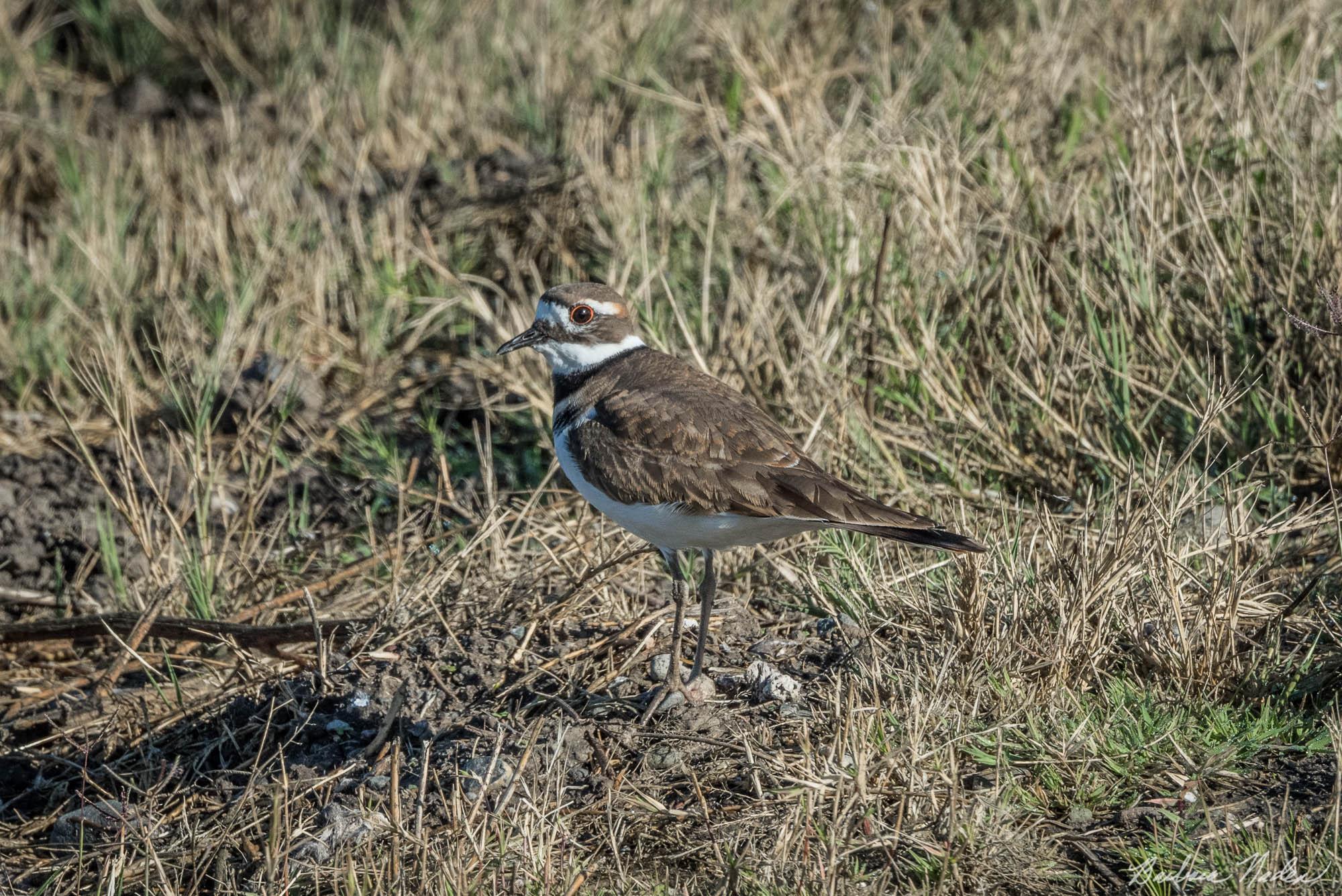 Killdeer Hiding - Merced National Wildlife Refuge