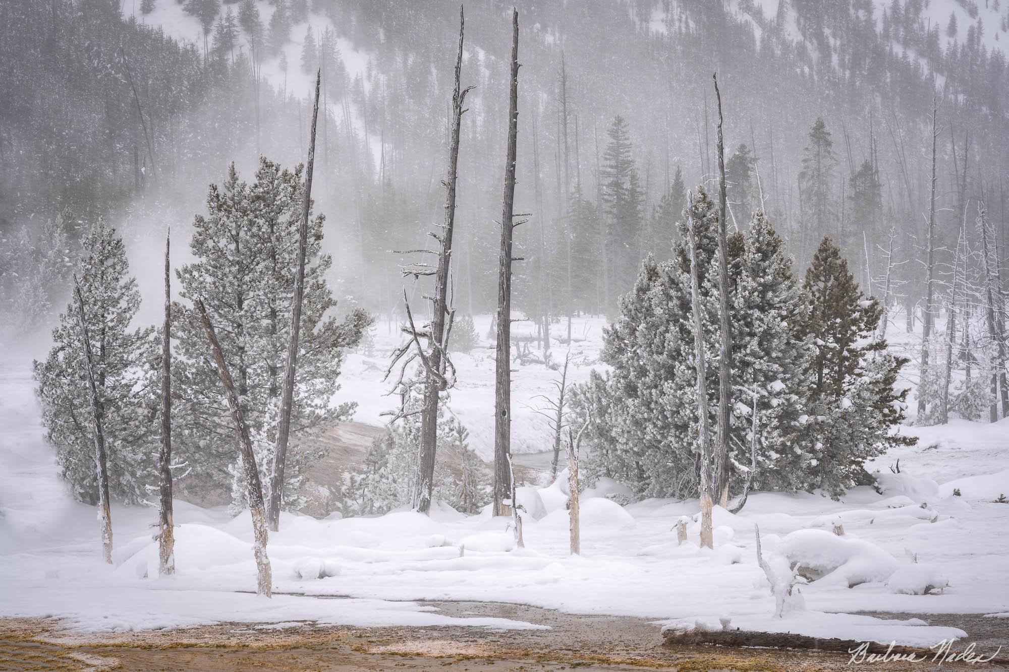 Bobby Socks Trees - Yellowstone National Park, Wyoming