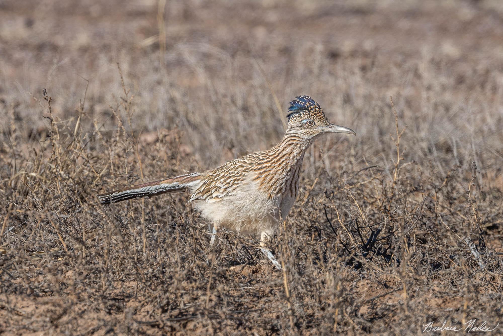 Roadrunner on the Move - Bosque Del Apache National Wildlife Refuge, New Mexico