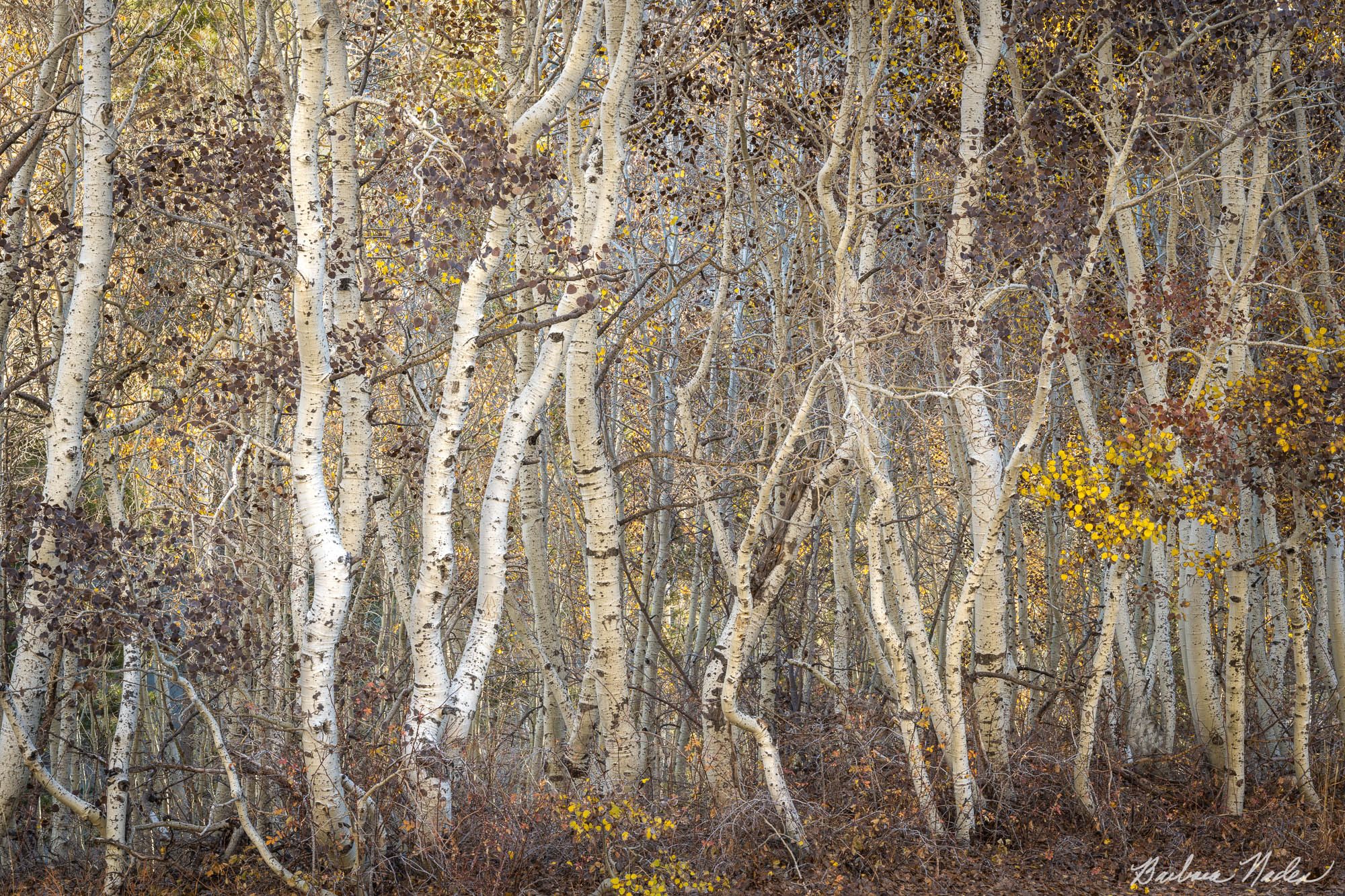 Dancing Aspens - June Lake, California