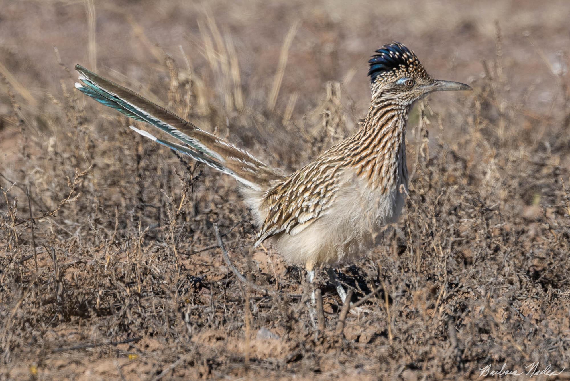 Roadrunner Paying Attention - Bosque Del Apache National Wildlife Refuge, New Mexico