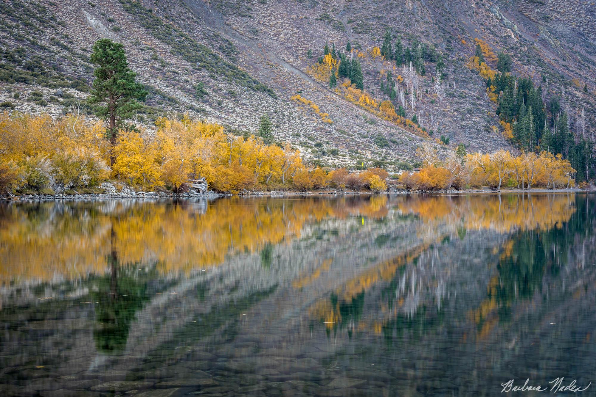 Aspens at Convict Lake - Eastern Sierras