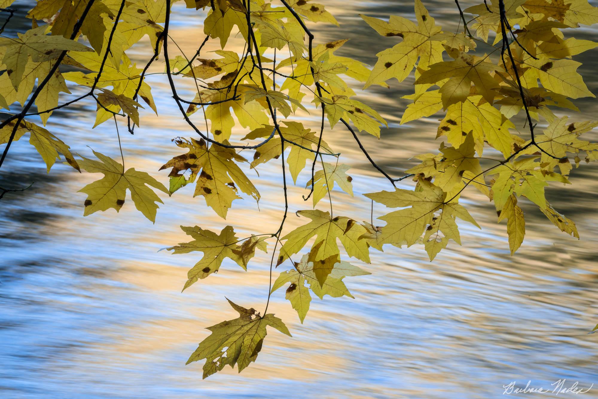 Sunlight Bounce with Maples - Yosemite Valley National Park