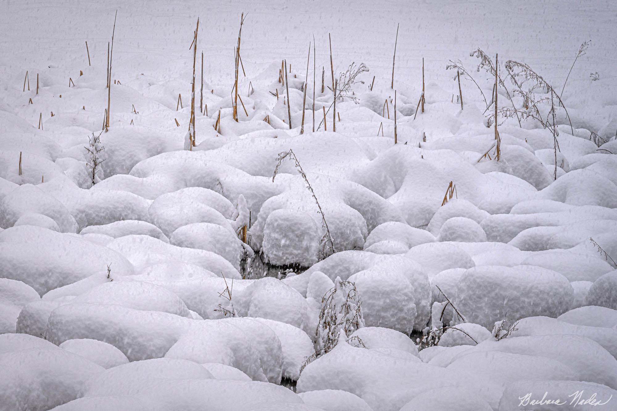 Snow Puffs with Grasses - Yosemite National Park, California