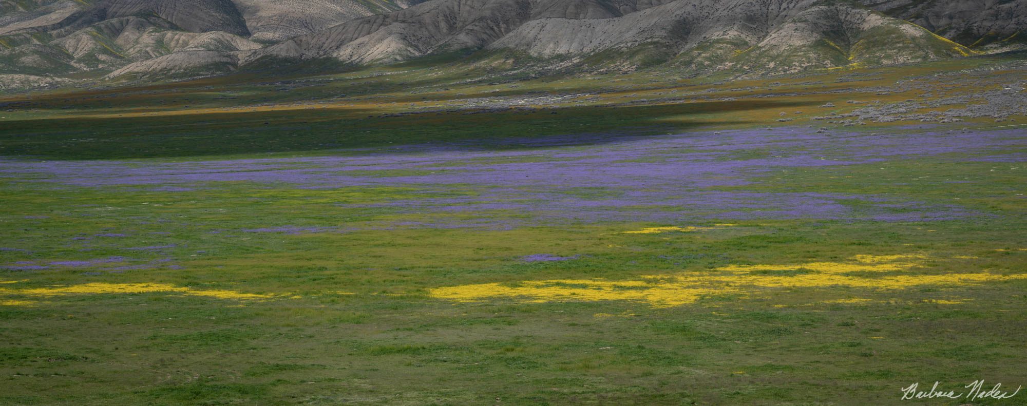 Wildflowers - Carrizo Plain National Monument