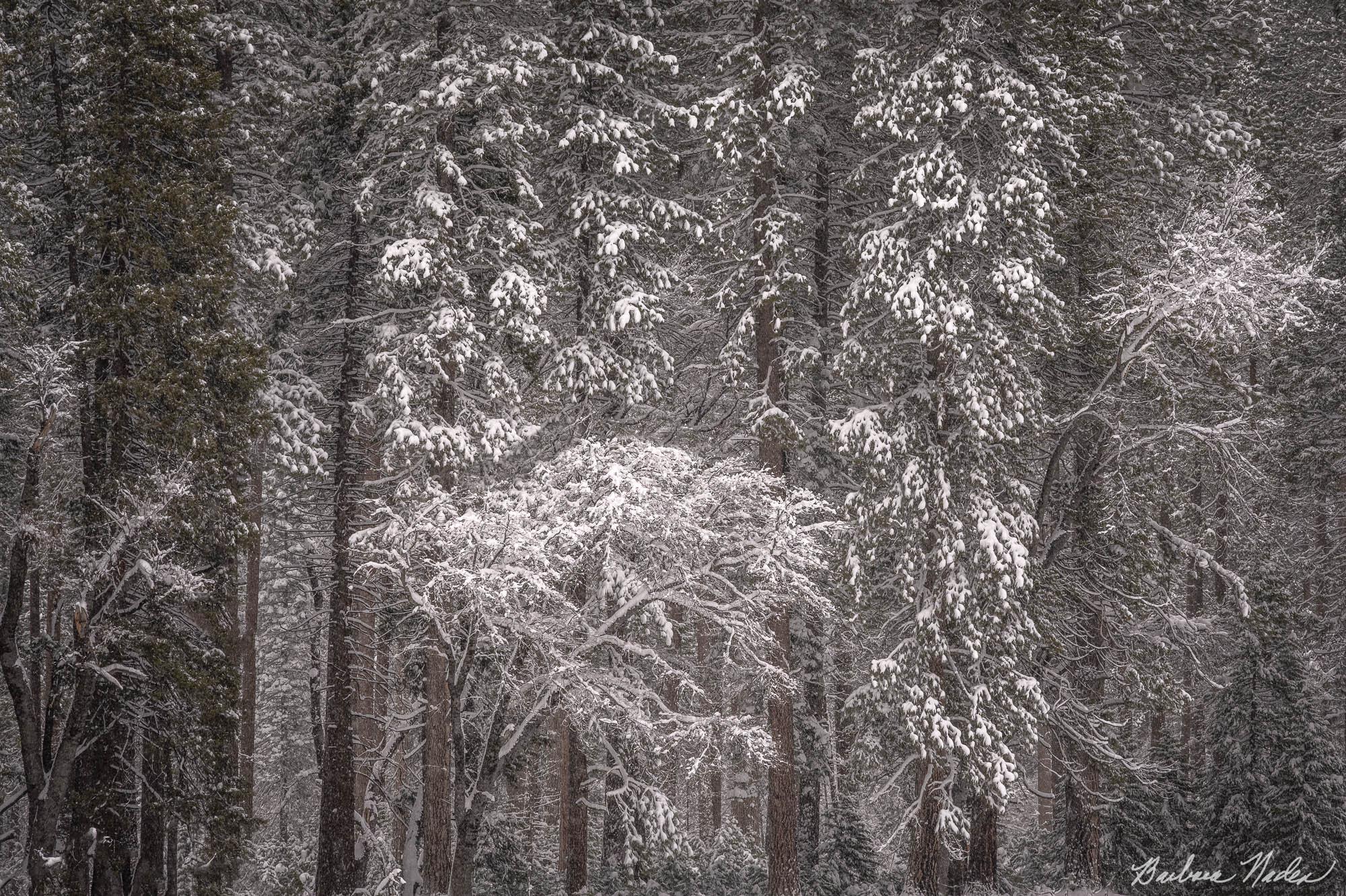 Peek-a-Boo - Yosemite National Park, California