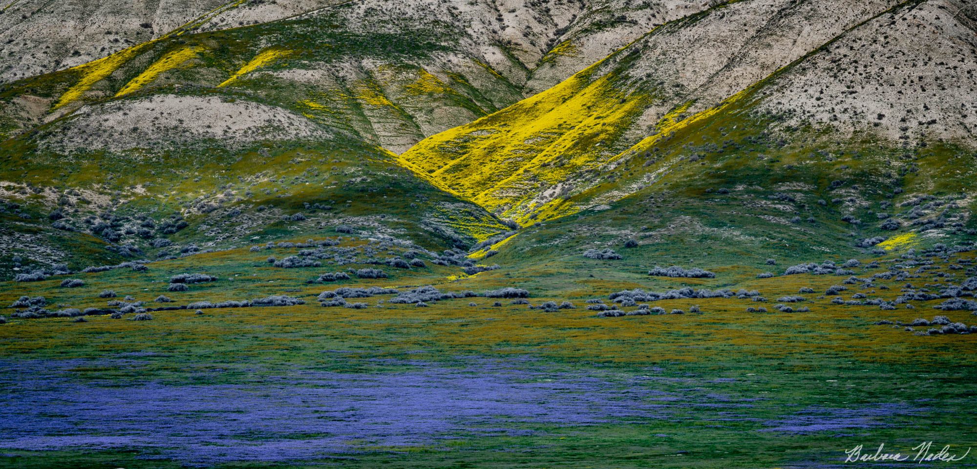 Palette of Wildflowers - Carrizo Plain National Monument