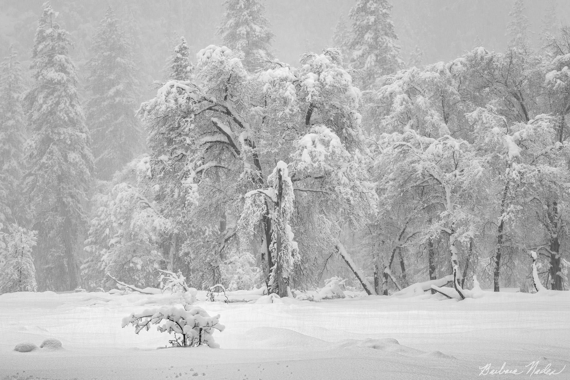 Snow Puffs and Trees - Yosemite National Park, California