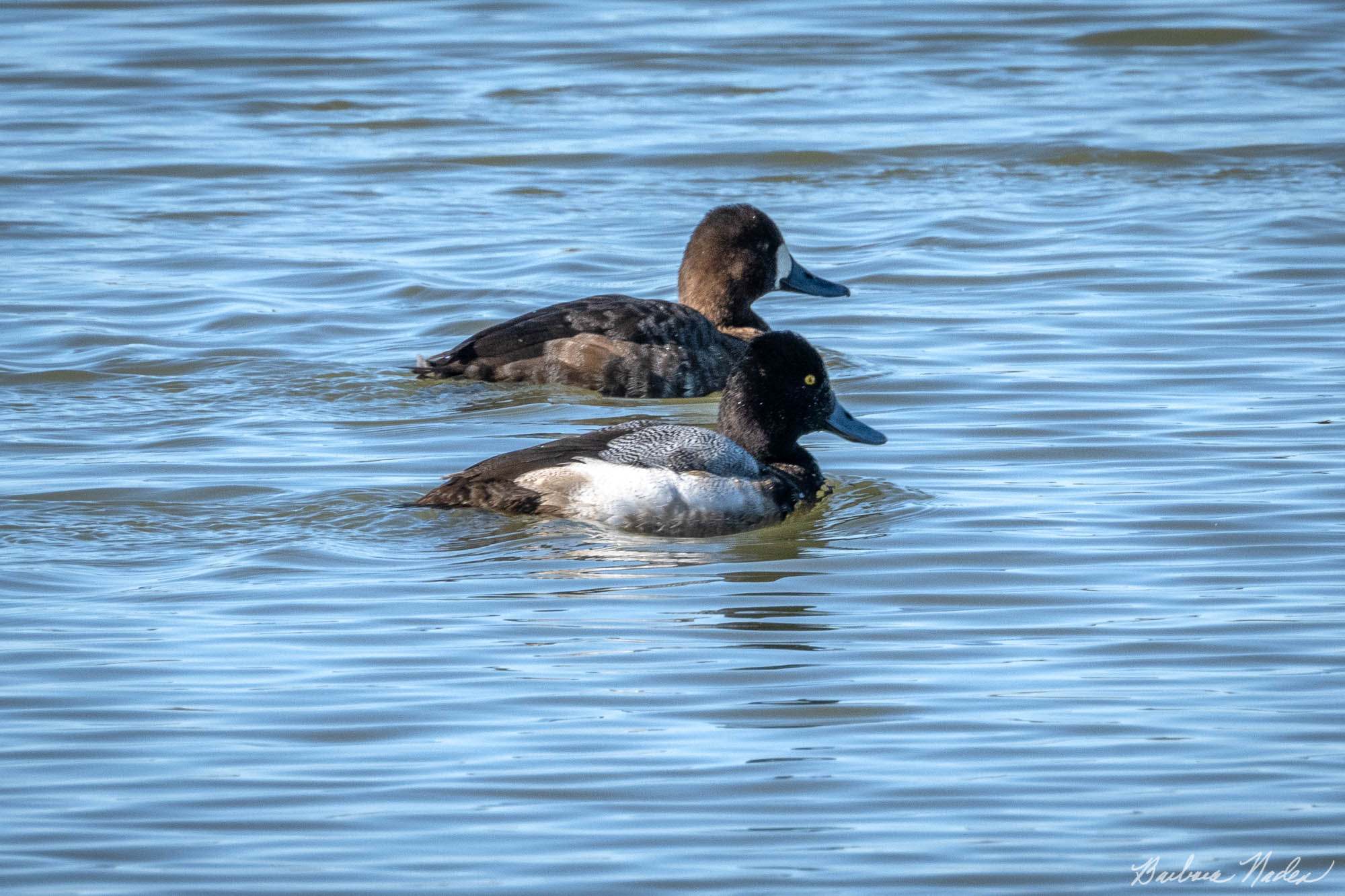 Male and Female Scaup - Klamath Falls Area