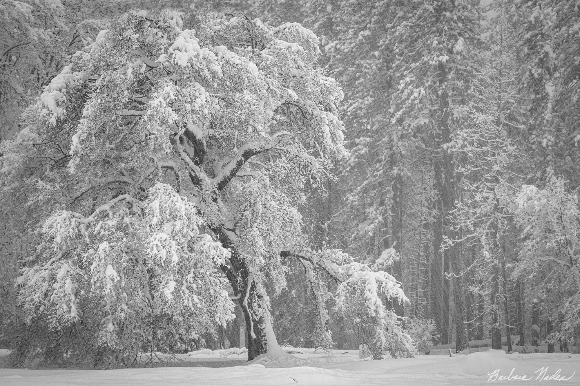 Grace under Snow - Yosemite National Park, California