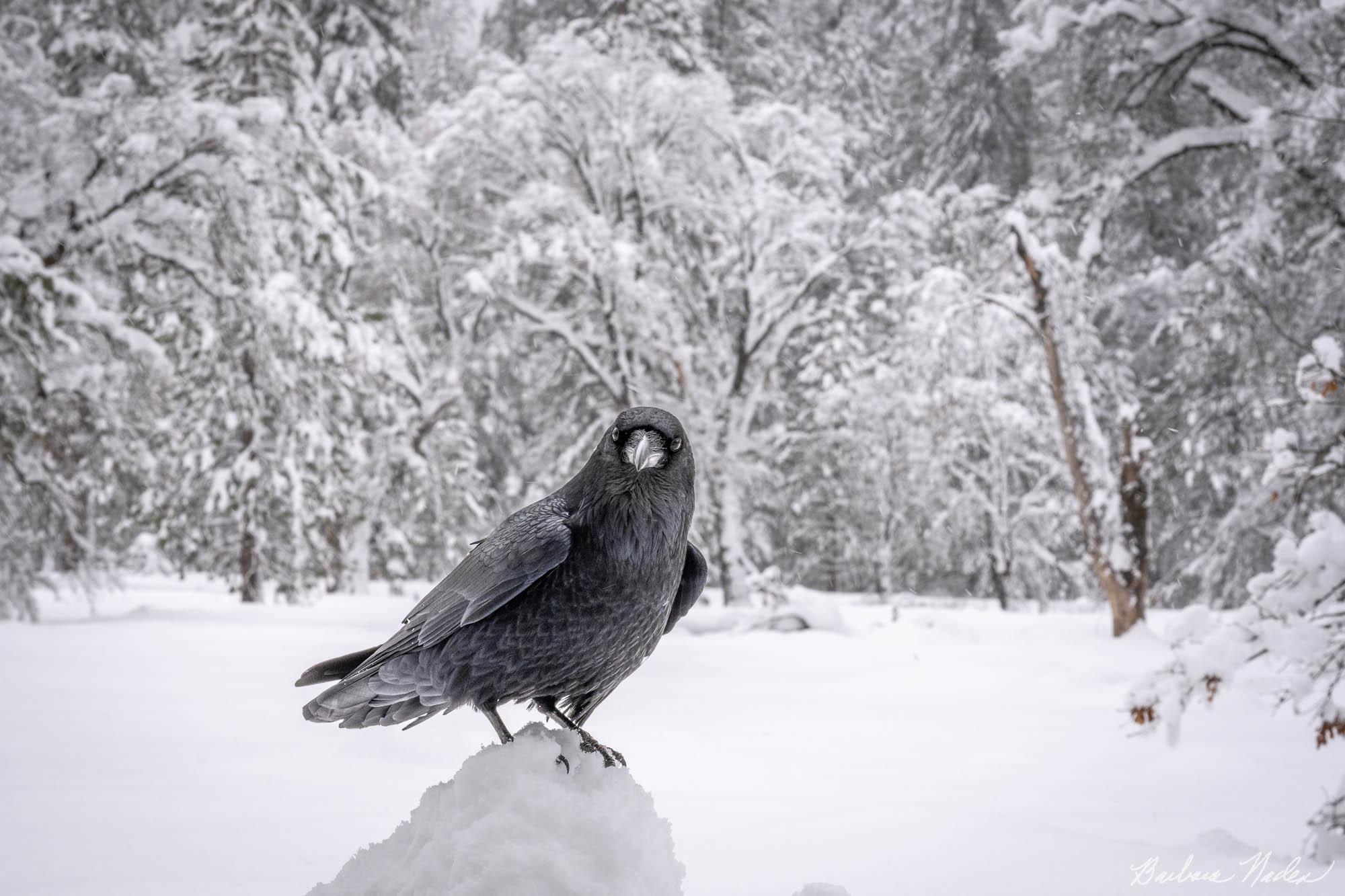 Any Food? - Yosemite National Park, California