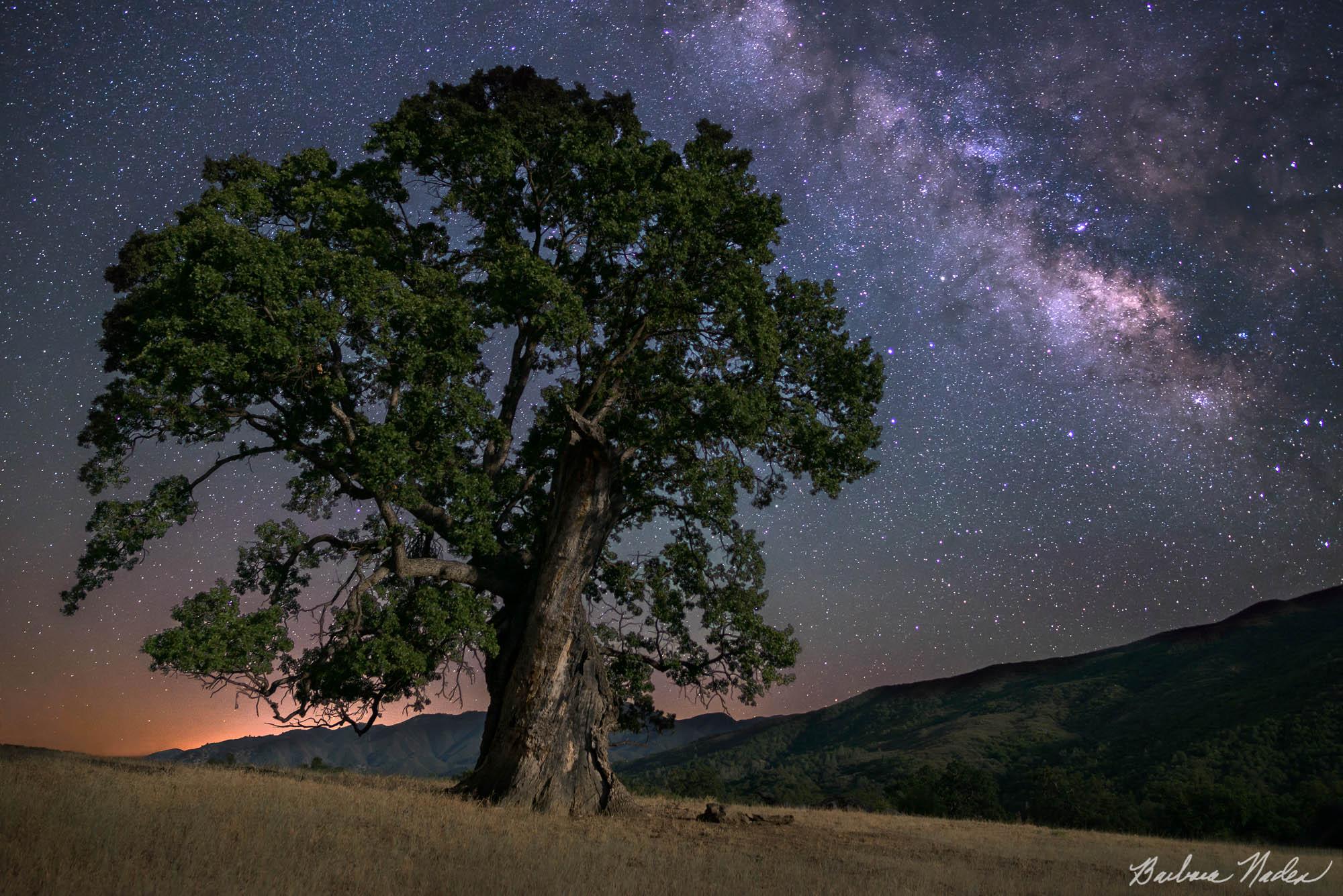 Milky Way Next to Oak Tree - Los Padres National Forest, California