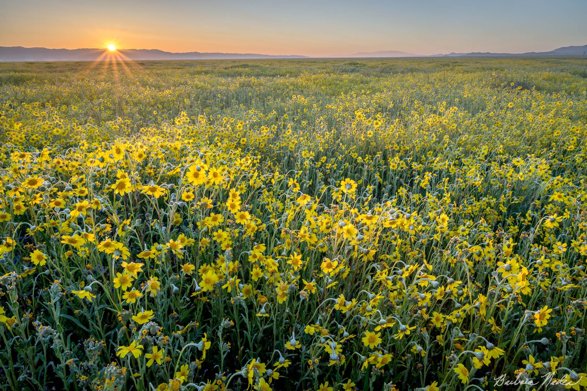 Hillside Daisies (Yellow Monolopia Lanceolata) - Carrizo Plain National Monument