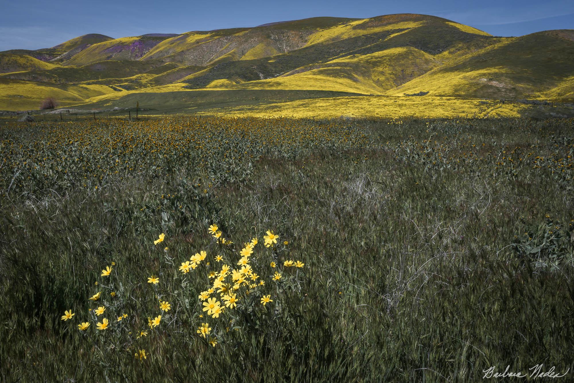 Palette of Yellow - Carrizo Plain National Monument