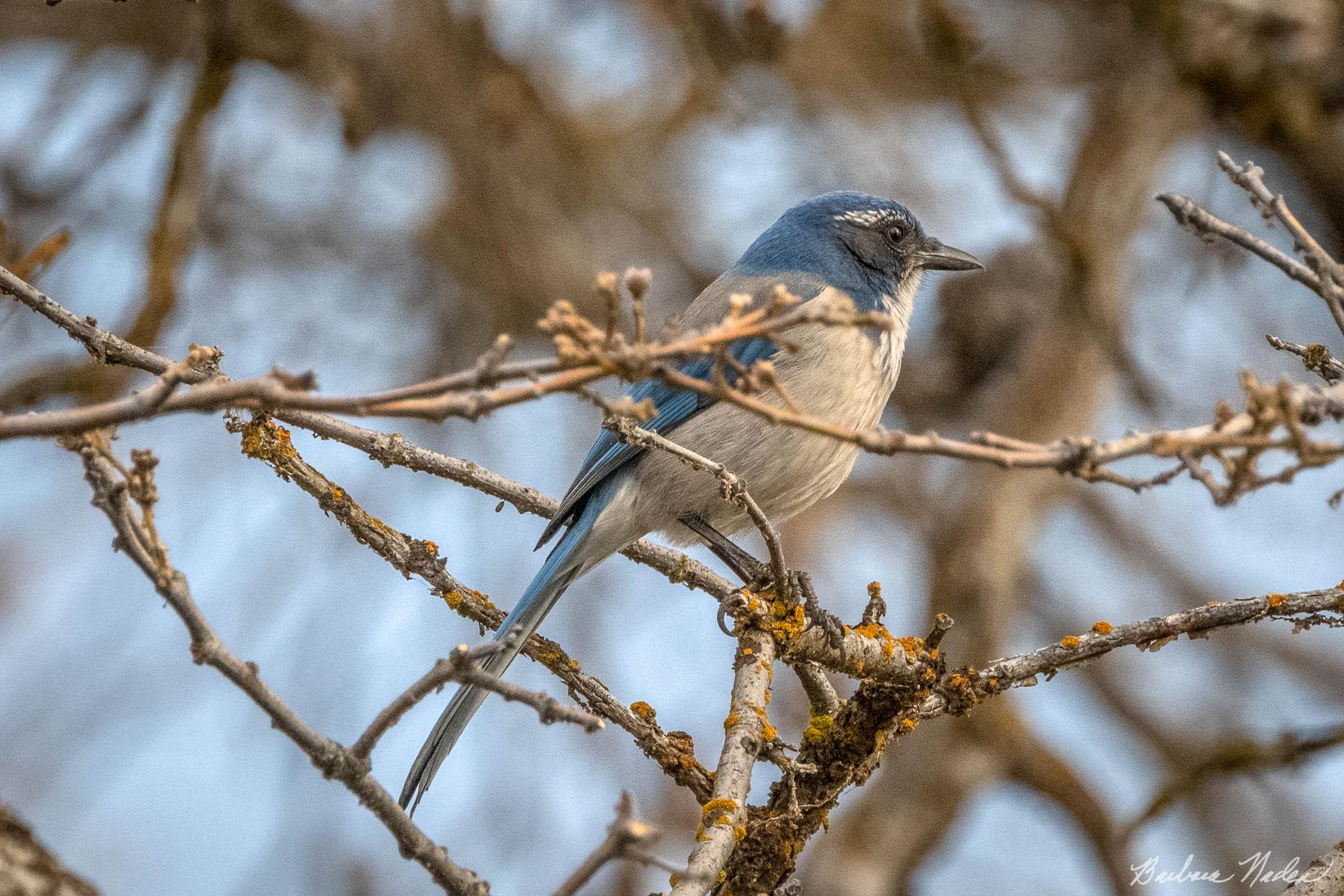 Jay in the Brush - Klamath Falls Area