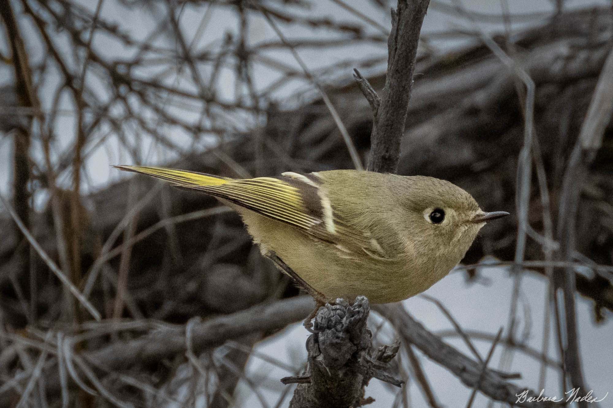 Brief perch in front of the Bush - Klamath Falls Area