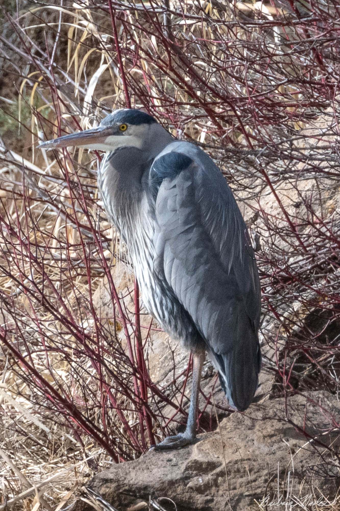 Great Blue Heron III - Klamath Falls Area