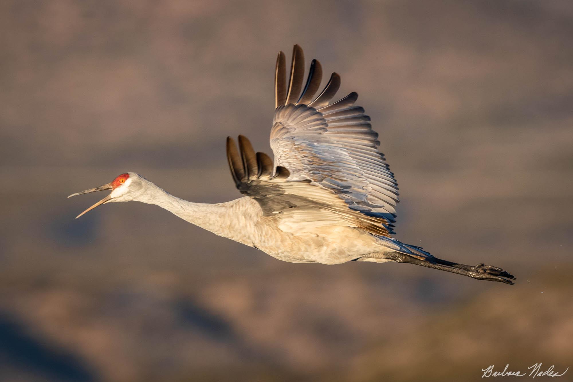 Sandhill Crane V - Bosque Del Apache National Wildlife Refuge, New Mexico