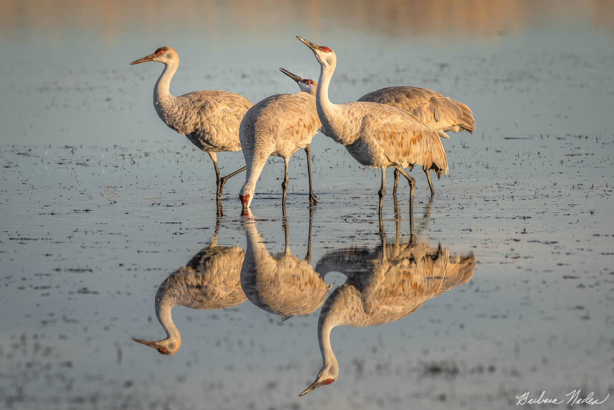 Sandhill Crane I - Bosque Del Apache National Wildlife Refuge, New Mexico