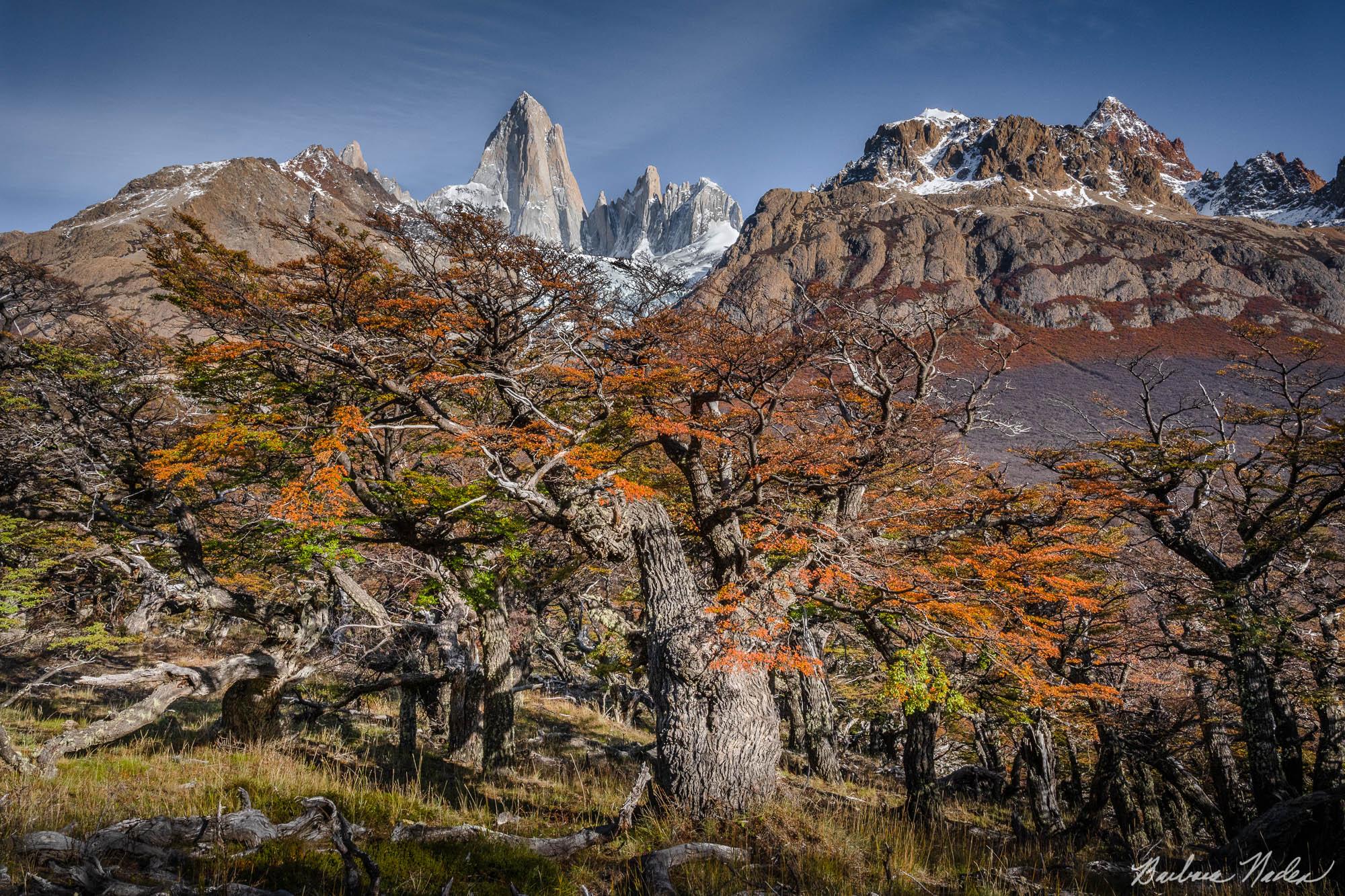 Llenga Trees with Fitz Roy Massif - Patagonia