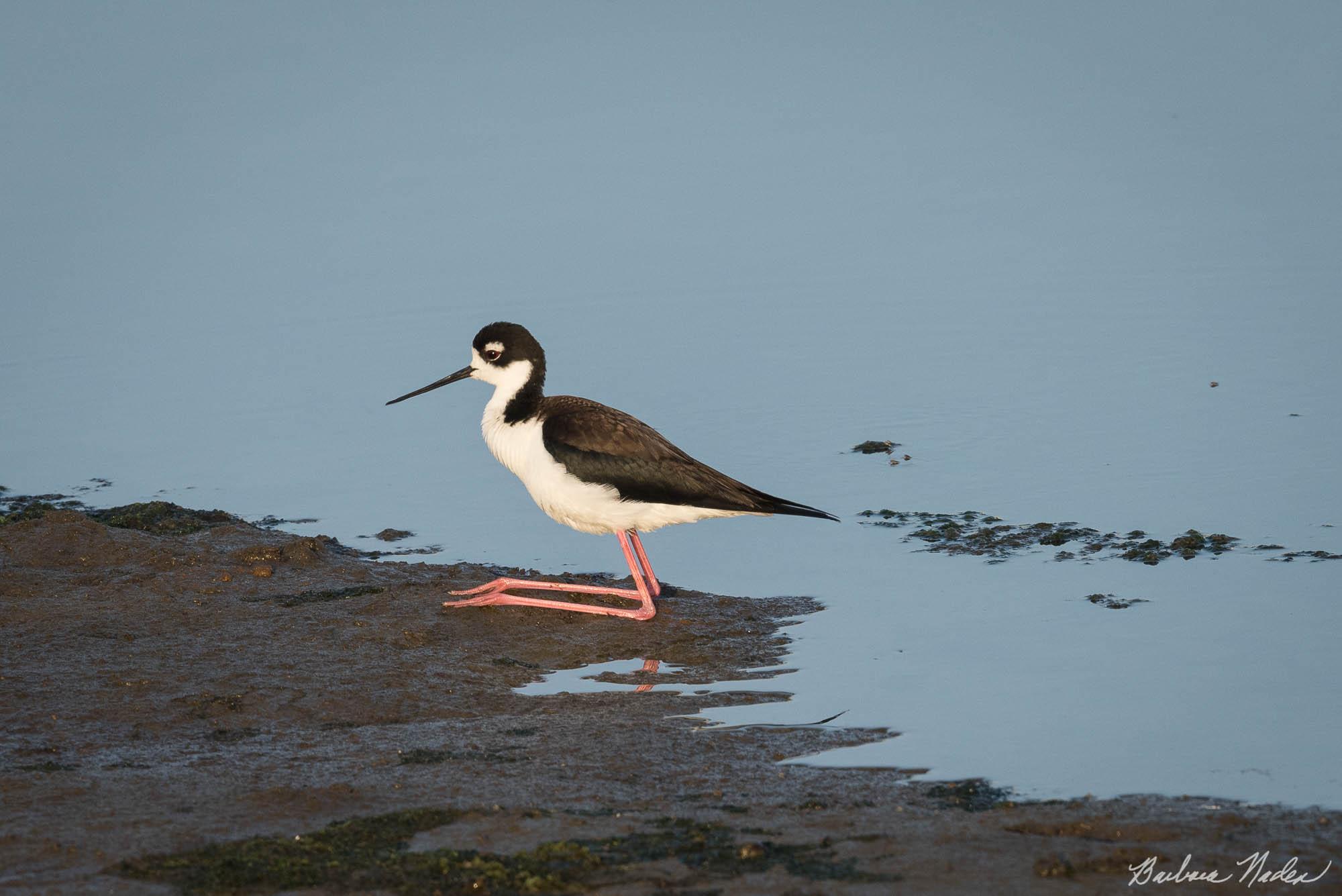 Stilt Sitting - Moss Landing, California