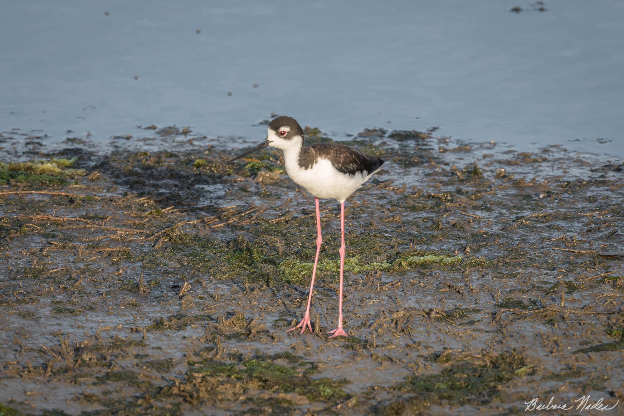 Check out my Long Legs - Moss Landing, California