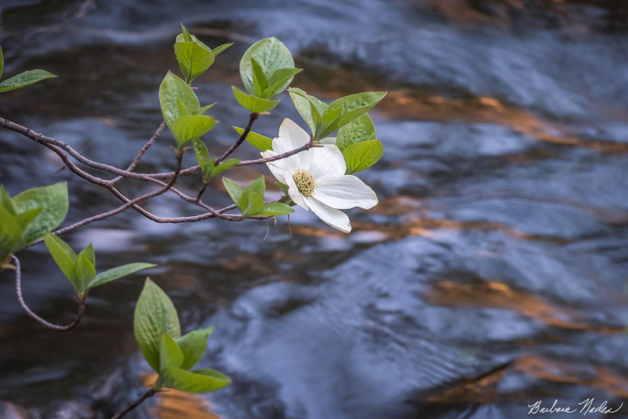 Dogwood on the Merced - Yosemite Valley National Park