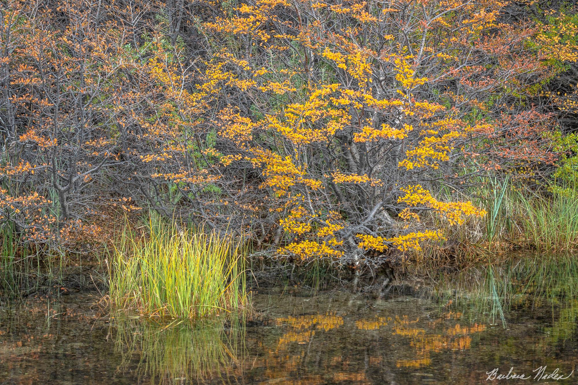 Autumn Bloom - Patagonia