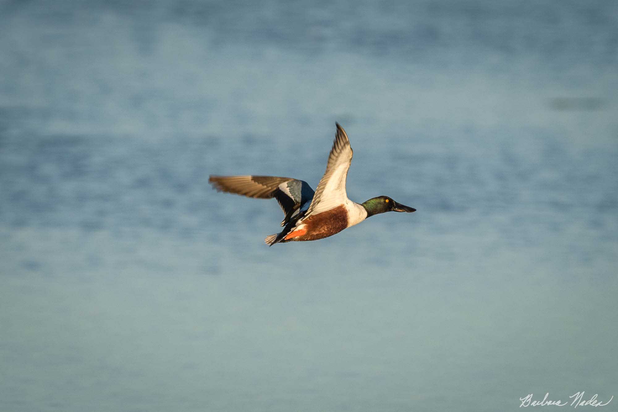 Male Northern Shoveler - Moss Landing, California