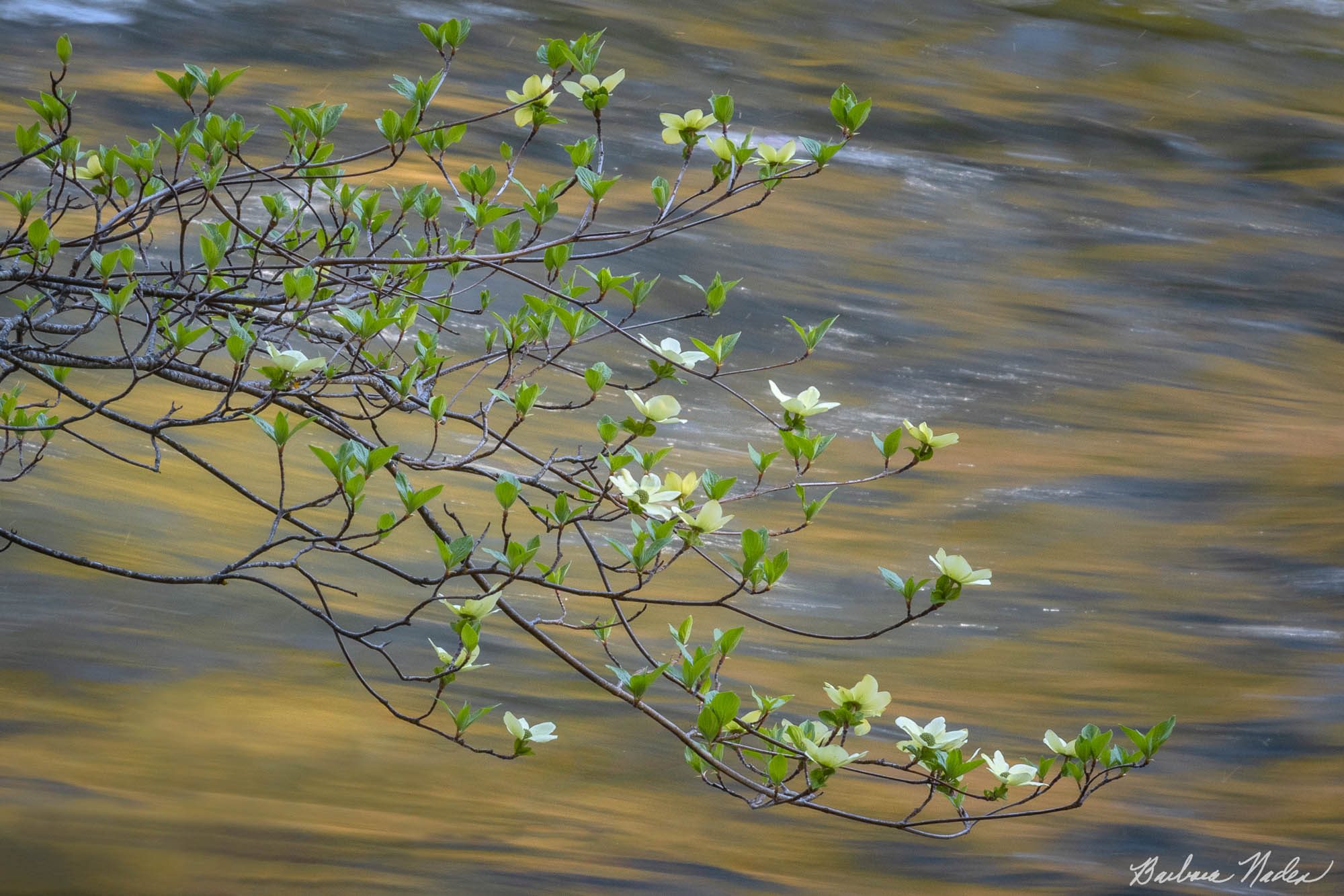 Dogwoods on the Merced River - Yosemite National Park