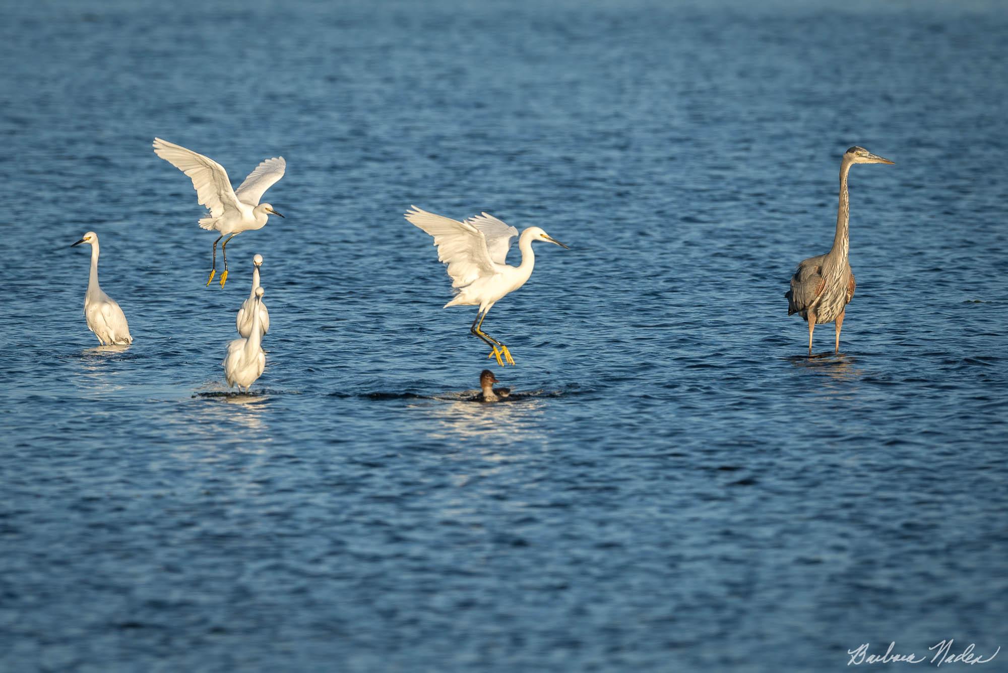 Egret Chasing Common Merganser from their Hunting Ground - Moss Landing, California