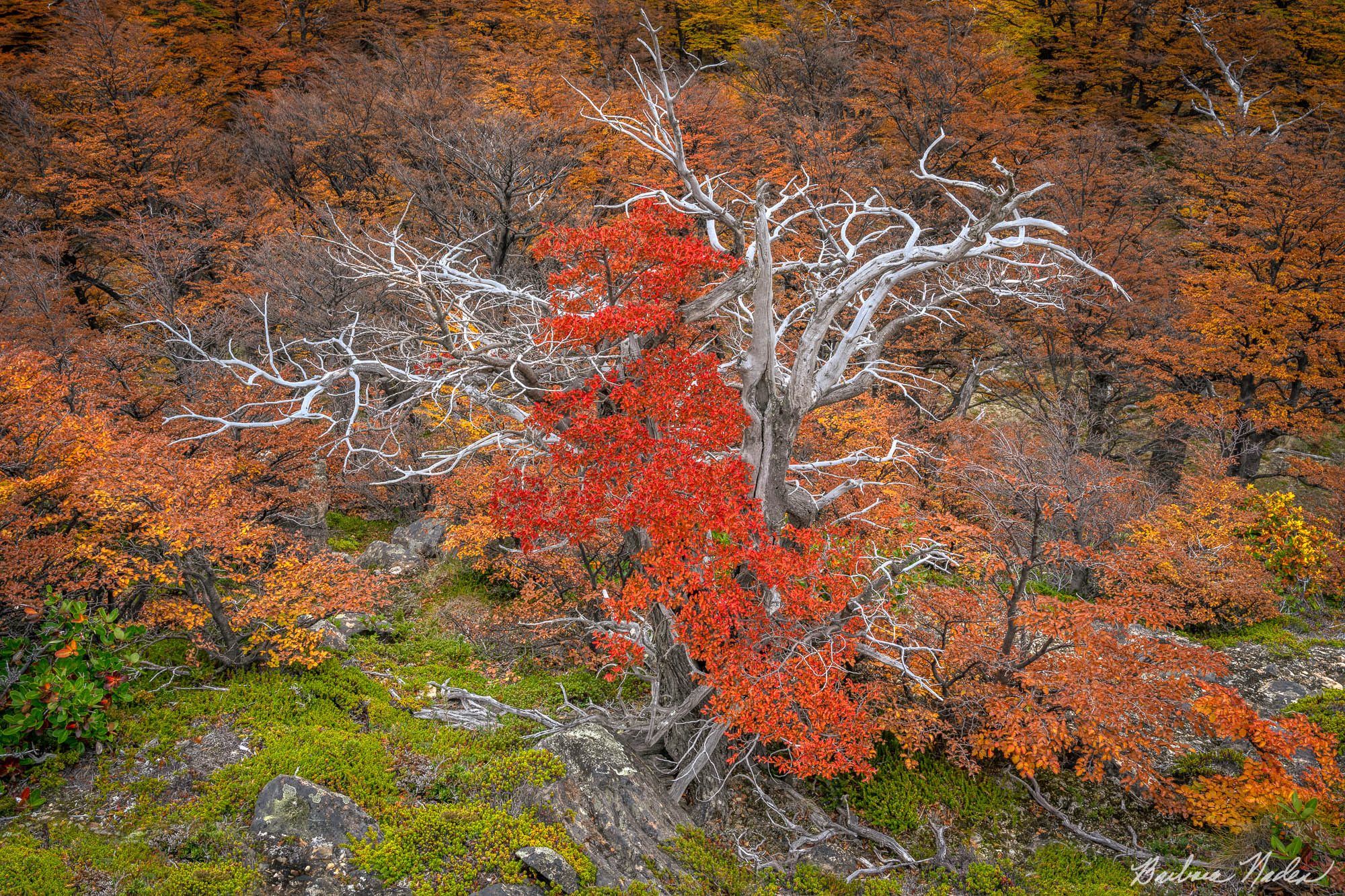 Llenga Trees - Patagonia